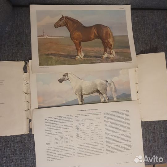 Породы лошадей, 40 иллюстраций