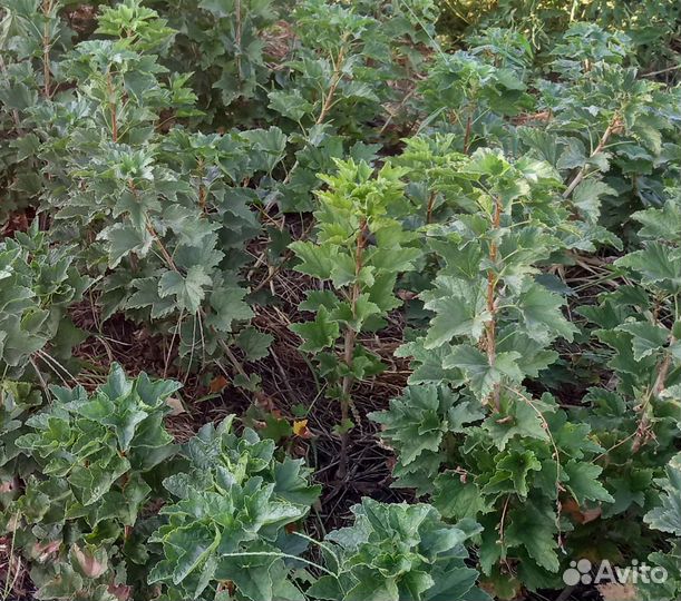 Саженцы смородины, крыжевника, ежевики, малины