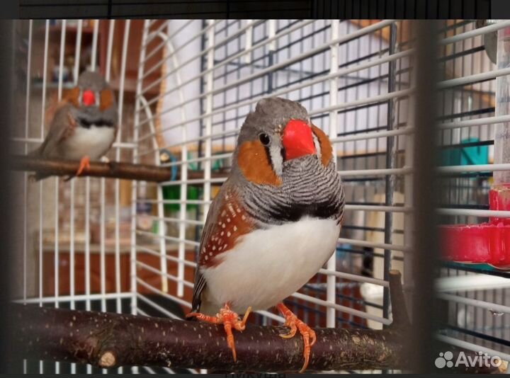 Зебровые амадины