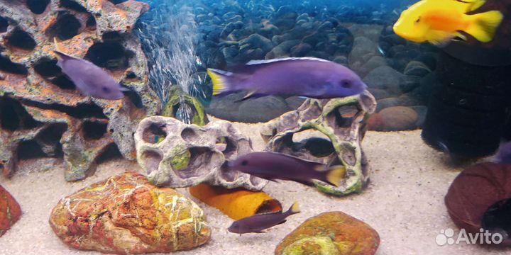 Африканские цихлиды(оз.Малави,Виктория,Туркан)