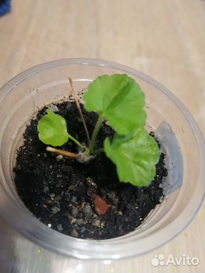 Пеларгония Сага