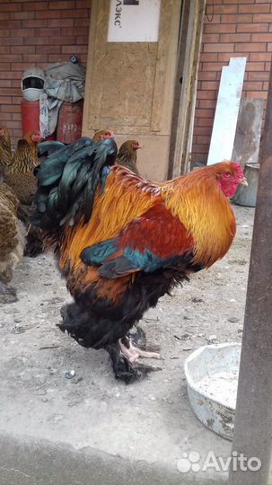 Инкубационное яйцо брама