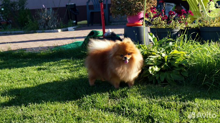 Шпиц девочка