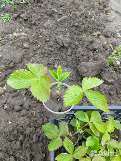 Саженцы земляники