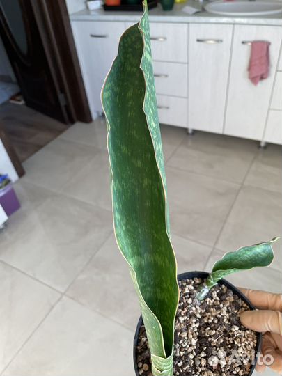 Сансевиерия сортовая