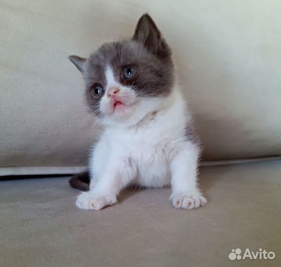 Британские котята