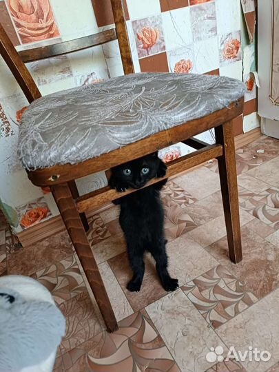 Черный котенок