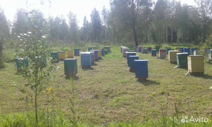 Пчеломатки