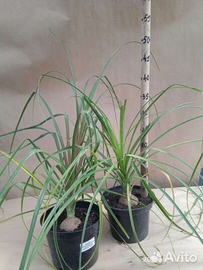 Бокарнея (нолина)