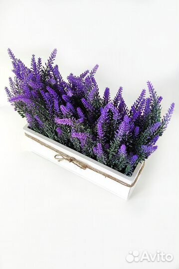 Лаванда в кашпо
