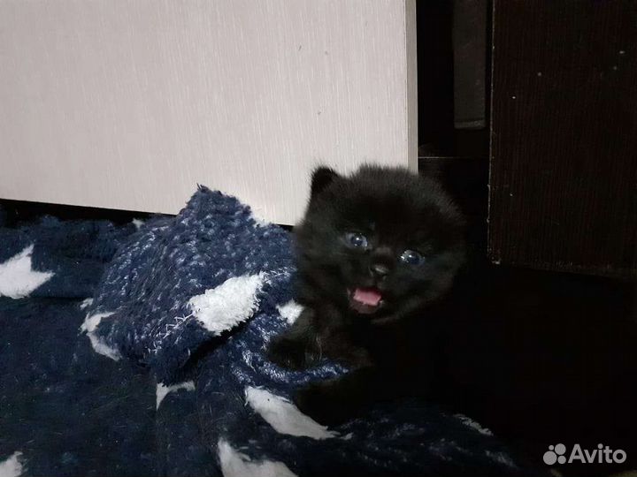 Британская кошка в дар