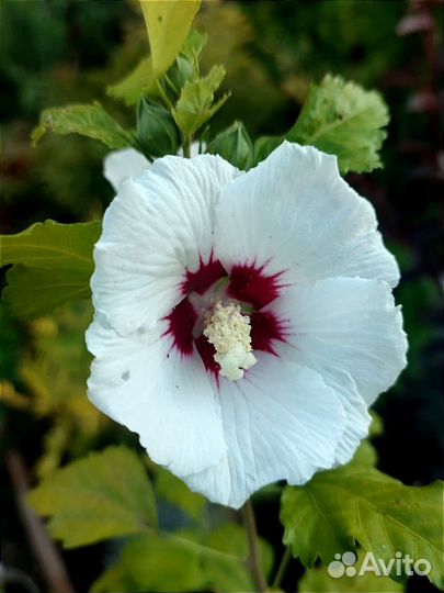 Гибискус сирийский садовый