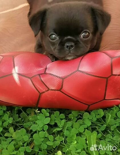 Чёрная девочка чихуахуа