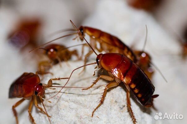 Таракан Туркменский