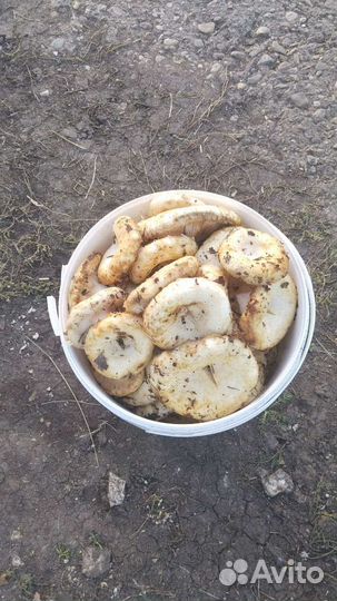 Грибы грузди