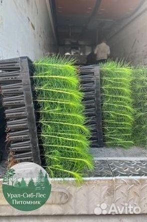 Зкс Сосна сеянцы Ели Лиственницы окс Голуб Горная