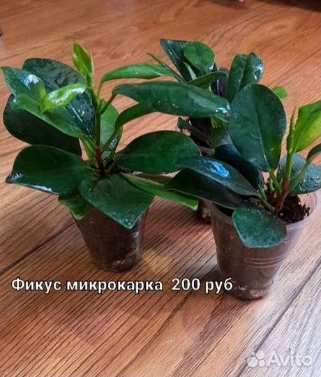 Фикус милана