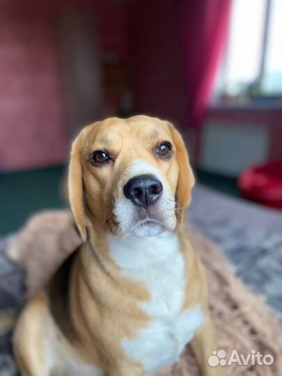 Бигль вязка