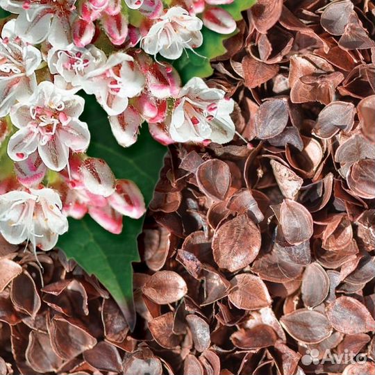 Гречневая лузга