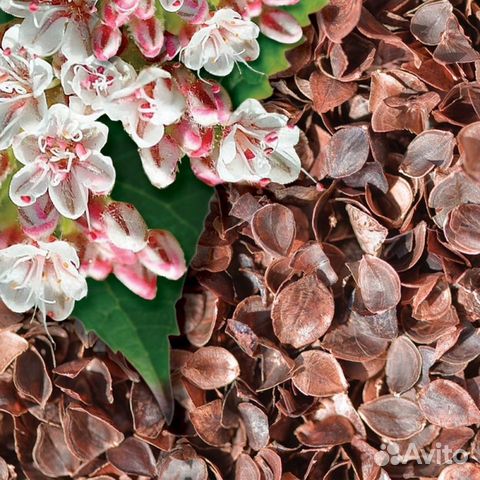 Гречневая лузга