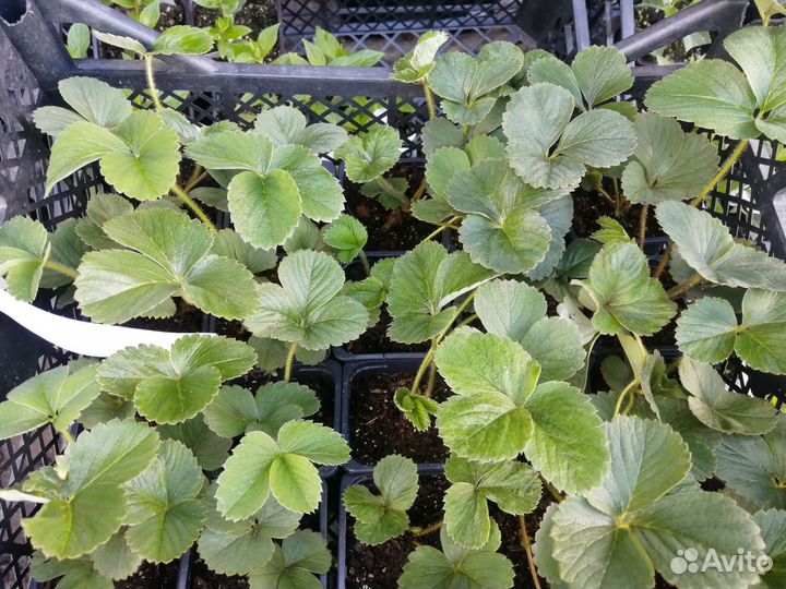 Саженцы земляники Садовой Фрау Мицше Шиндлер