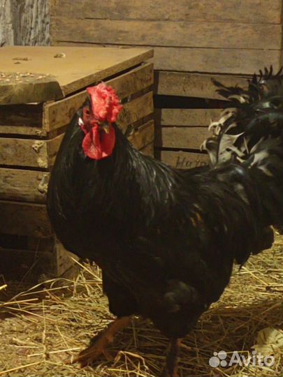 Молодые петухи