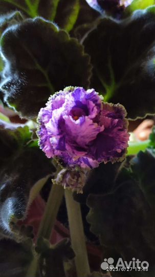 Сортовые фиалки