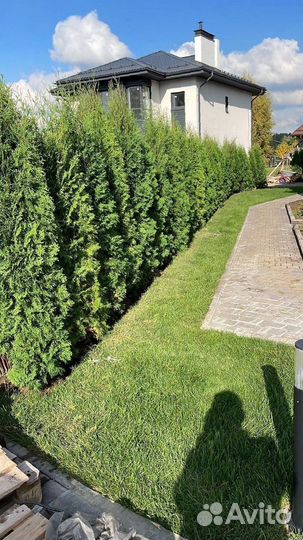 Туя Смарагд 2-2,2 м