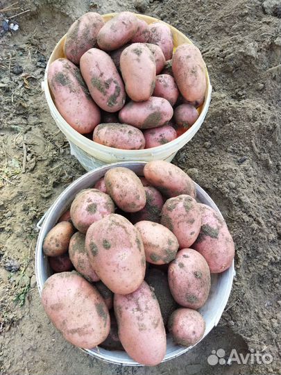 Картофель деревенский, ягоды жимолости