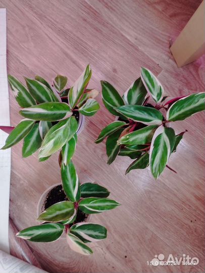 Строманта триколор