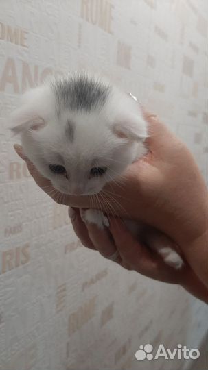 Вислоухий котёнок