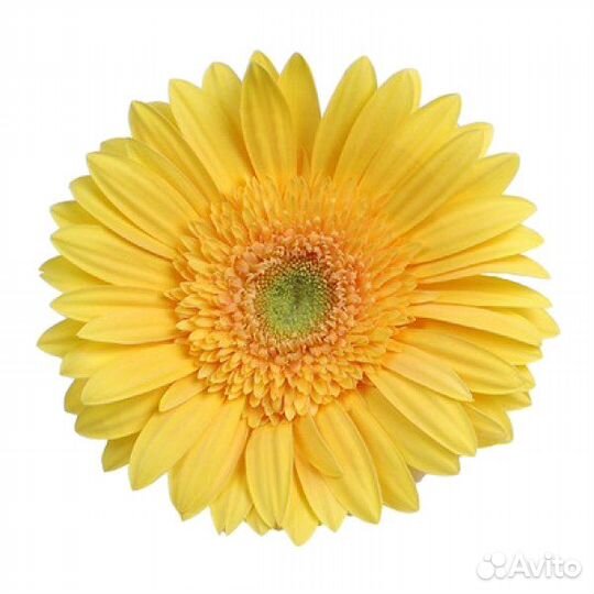 Жёлтая гербера