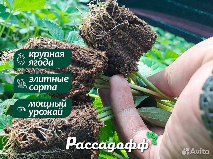 Рассада клубники. Опт от 64 шт