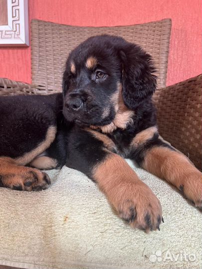 Девчонки Хотошо, Адыгея