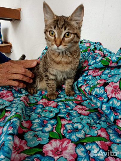 Котенок девочка 2.5 мес. доставка