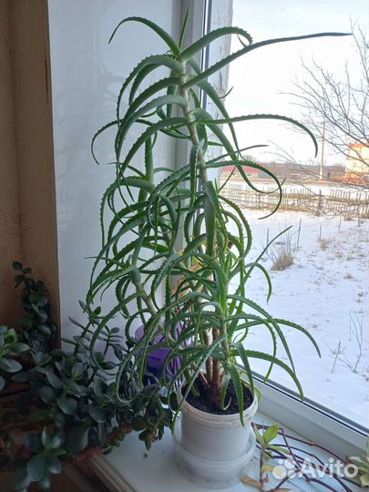 Продаю алоэ лекарственный и денежное дерево