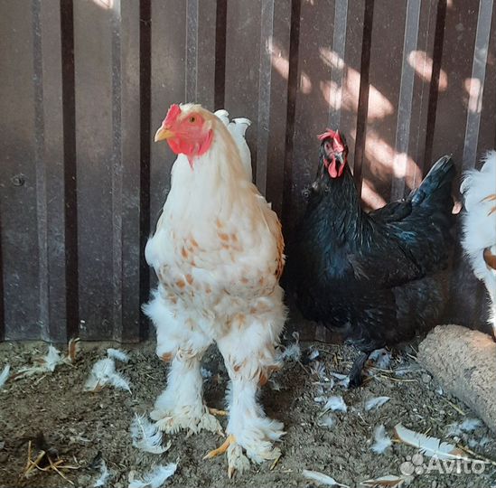 Петух Брама