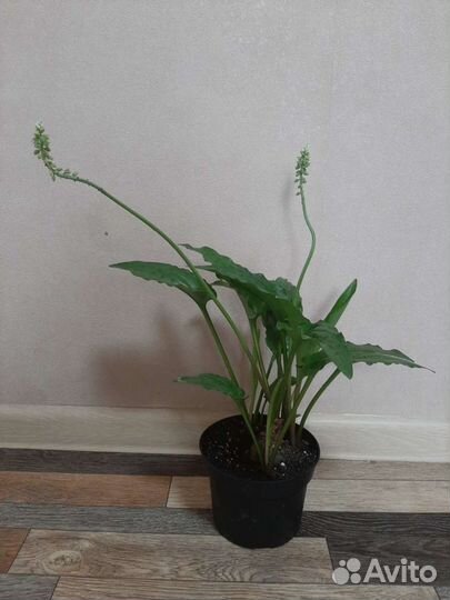 Дримиопсис