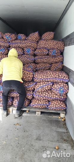 Продаю семенной картофель