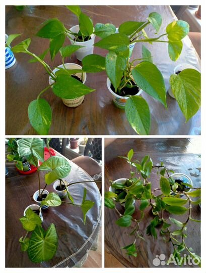 Комнатные растения