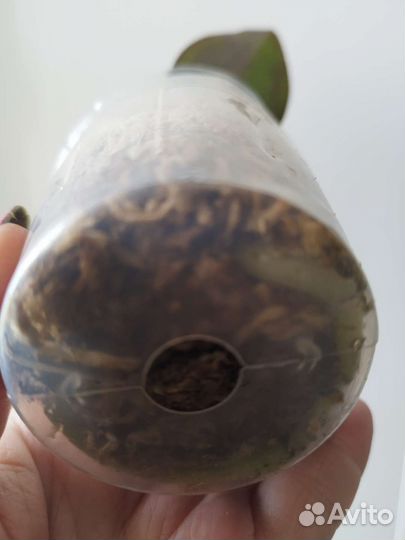 Орхидея Phal. Метеор от Мики