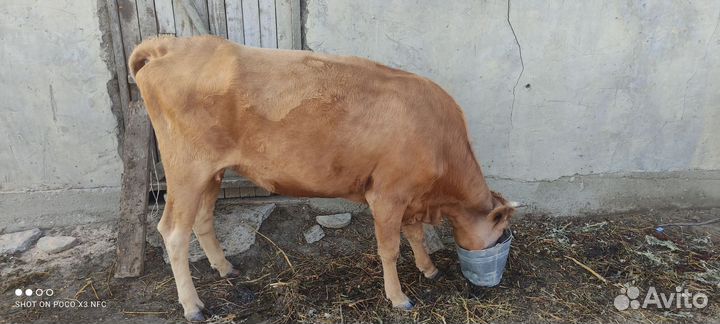 Корова стельная