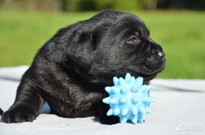 Черные щенки Лабрадора