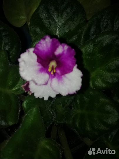 Цветы комнатные