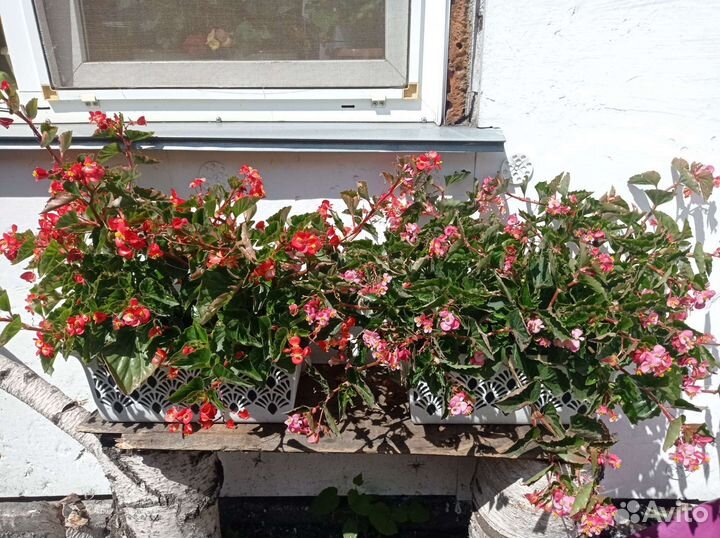 Бегония вечноцветущая ампельная