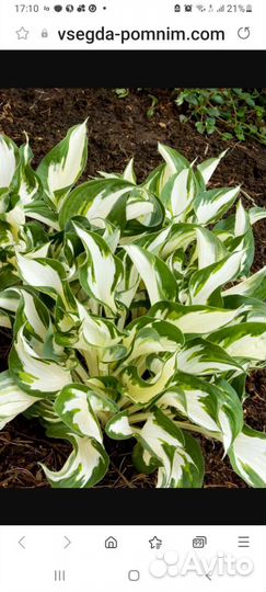 Сортовые ирисы, пионы, лилейники, хоста и малина