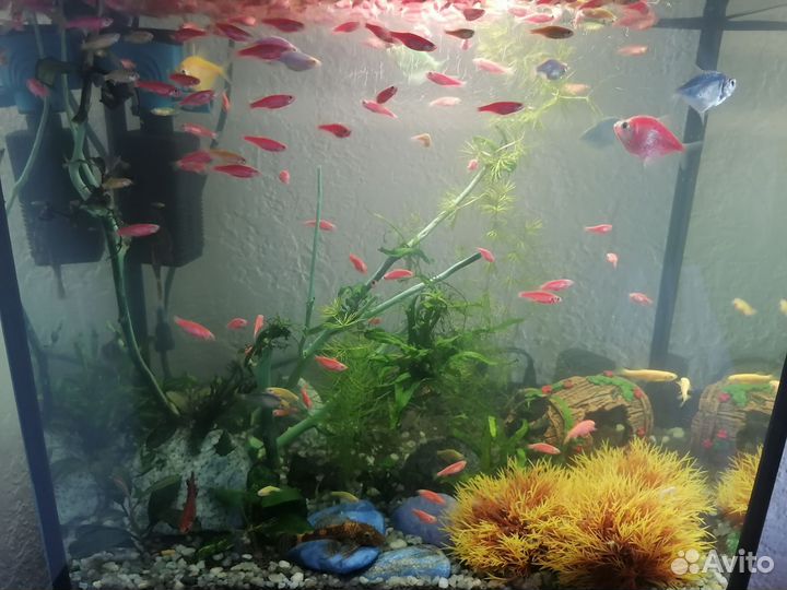 Аквариум с рыбками