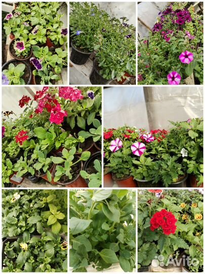 Продажа рассады