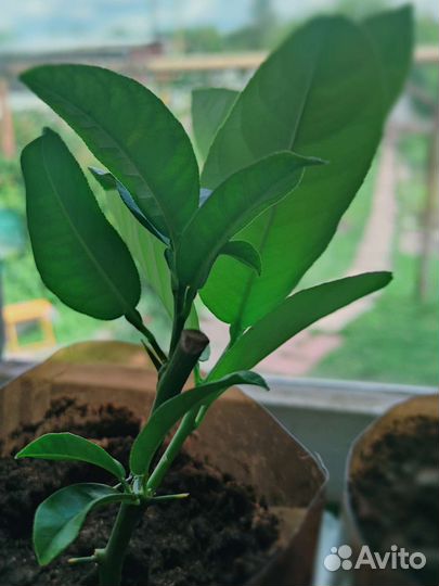 Павловский комнатный лимон