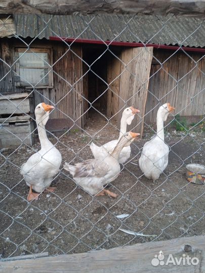 Холмогорские гусята